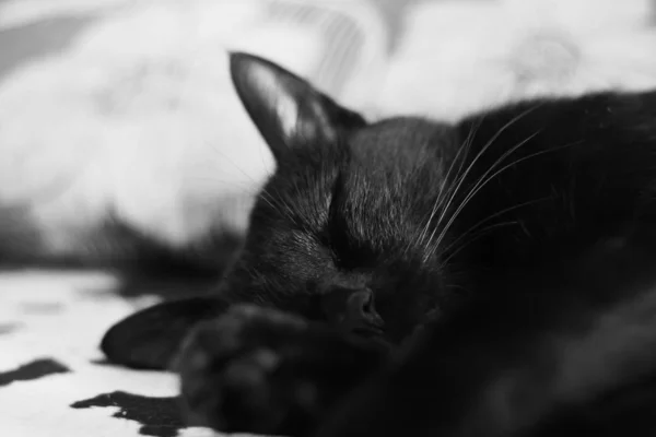 Primer plano de la cara de un gato negro durmiendo . —  Fotos de Stock