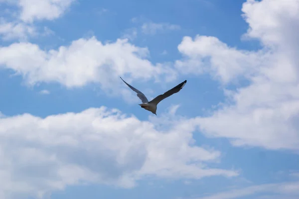 Möwe fliegt gegen blauen Himmel mit weißen Wolken, Nahaufnahme. — Stockfoto