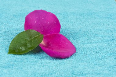 Pembe bir gülün iki yaprağı, çiğ damlaları ve yeşil bir yaprak.