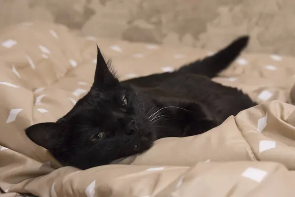 Black cat sleeps on a brown blanket, muzzle closeup. — Stock Photo, Image