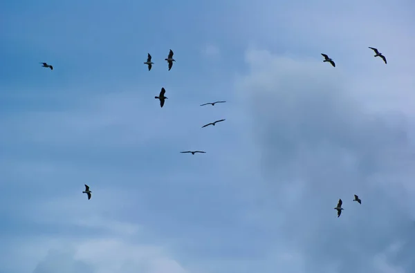 Viele fliegende Möwen vor blauem Himmel mit Wolken. — Stockfoto