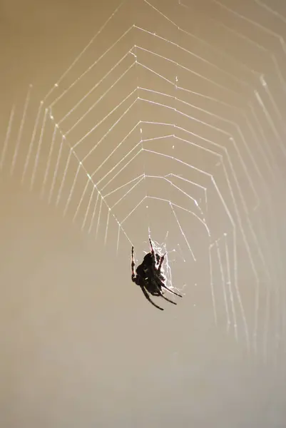 Коричневый паук висит в центре своей паутины . — стоковое фото