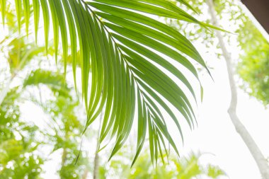 Green palm tree branch on a sunny day.