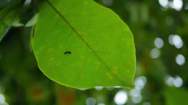 Green Leaf Tree Which Insect Crawls Closeup — Stock Video