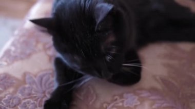 Yakın plan, siyah bir kedi kahverengi bir yatakta yıkıyor ve yatıyor..