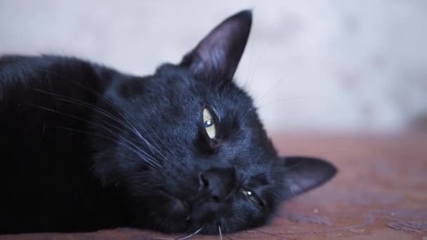 Closeup Face Black Cat Sleeping Brown Bed — Stock Video