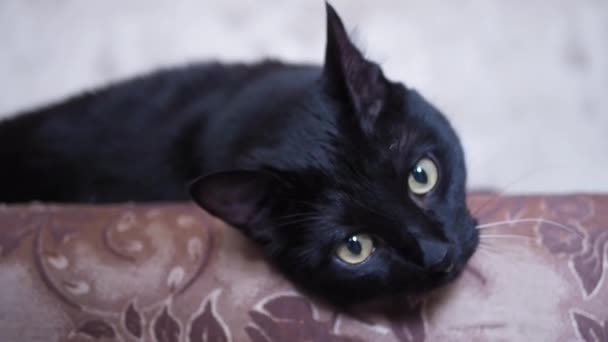 Κοντινό Πλάνο Του Προσώπου Μιας Μαύρης Γάτας Ξαπλωμένης Ένα Καφέ — Αρχείο Βίντεο