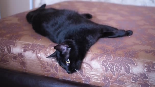 Gato Negro Yace Cama Marrón Mueve Cola — Vídeo de stock