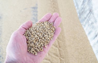 Beyaz bir adamın elinde arpa taneleri dağınık tahılın arka planında.
