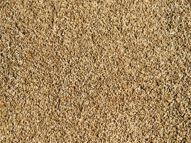 Kahverengi-sarı arpa tanecikleri, desen, üst görünüm.