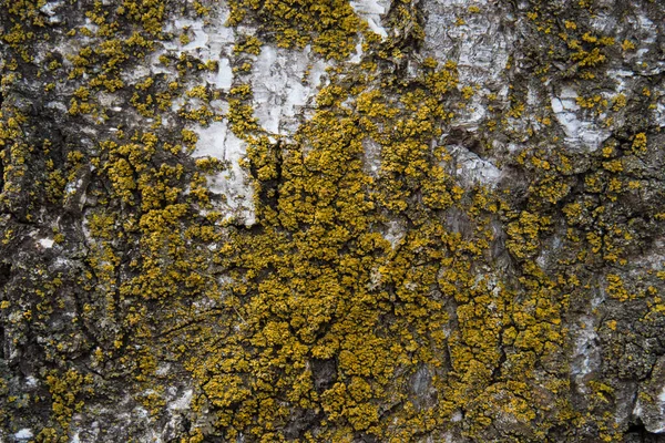 Closeup Tree Bark Texture Cracks Green Moss — Stock Photo, Image
