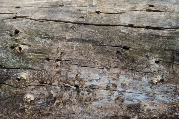 Horizontal Closeup Texture Old Tree Cracks Holes Stock Image