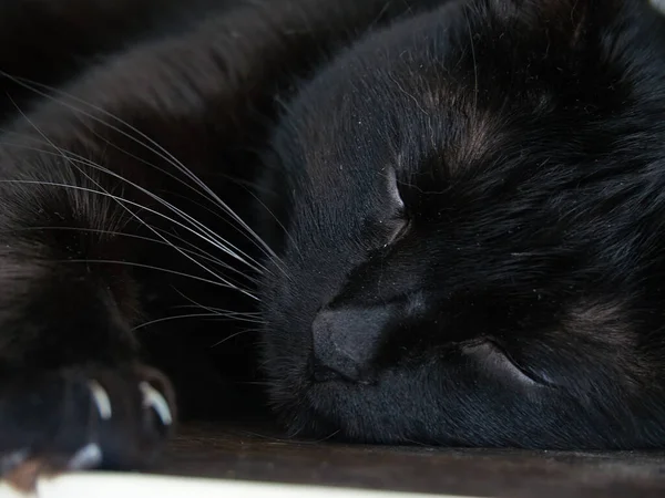 Close Van Een Zwarte Kat Die Een Plank Slaapt Met — Stockfoto