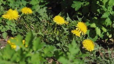 Yeşil yapraklı sarı karahindiba çiçekleri rüzgarda gelişir, hareket eden bir kamera..