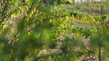 Yeşil yapraklı bir çalılığın geniş ve genel planları ve baharda açan sarı çiçekler, elde taşınan kamera..