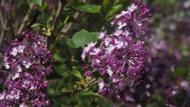 Yakın plan ve yeşil bir leylak ağacının genel planları bahar aylarında mavi gökyüzüne karşı çiçek açan leylak çiçekleriyle.