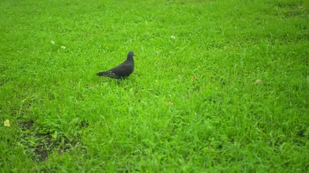 Una Colomba Scura Cammina Alta Erba Verde Estate — Video Stock