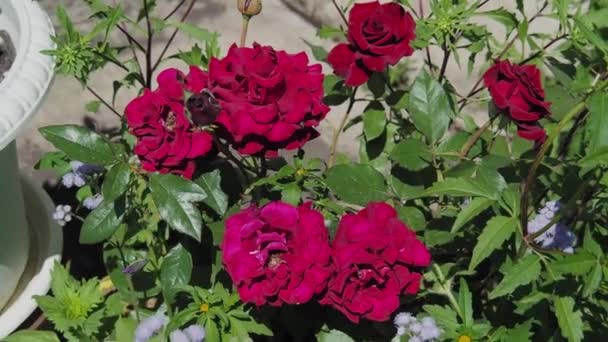 Rosas Grandes Color Rojo Oscuro Jardín Día Soleado Verano — Vídeo de stock