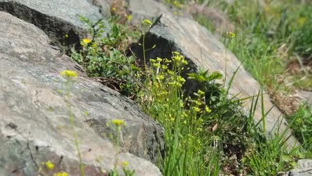 Pequeñas Flores Amarillas Crecen Cerca Piedras Grandes Balancean Viento Día — Vídeos de Stock