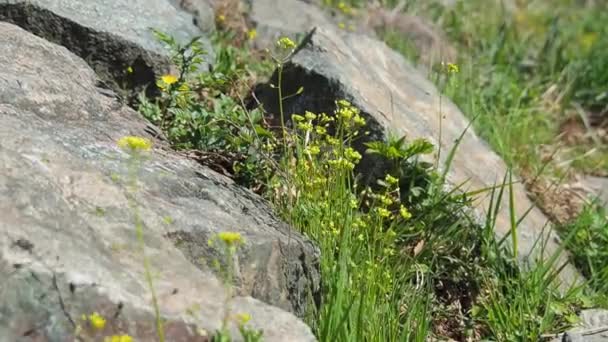 Petites fleurs jaunes poussent près de grandes pierres et oscillent dans le vent par une journée d'été ensoleillée .