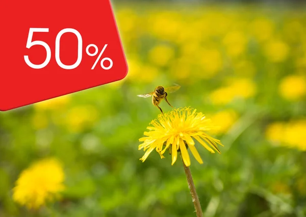 Sarı karahindiba çiçeğinden bir arı sarı-yeşil bokeh 'in arka planına doğru havalanıyor ve köşesinde% 50' lik kırmızı arkaplana karşı bir yazı var..