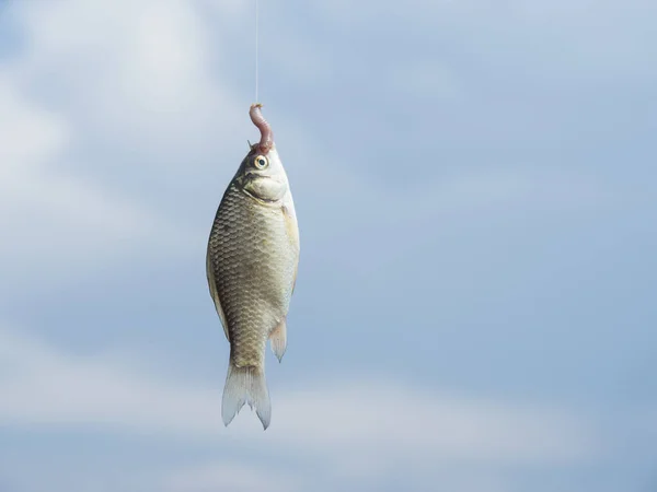 Pequeño Pez Cruciano Atrapado Gancho Para Cebo Una Lombriz Tierra — Foto de Stock