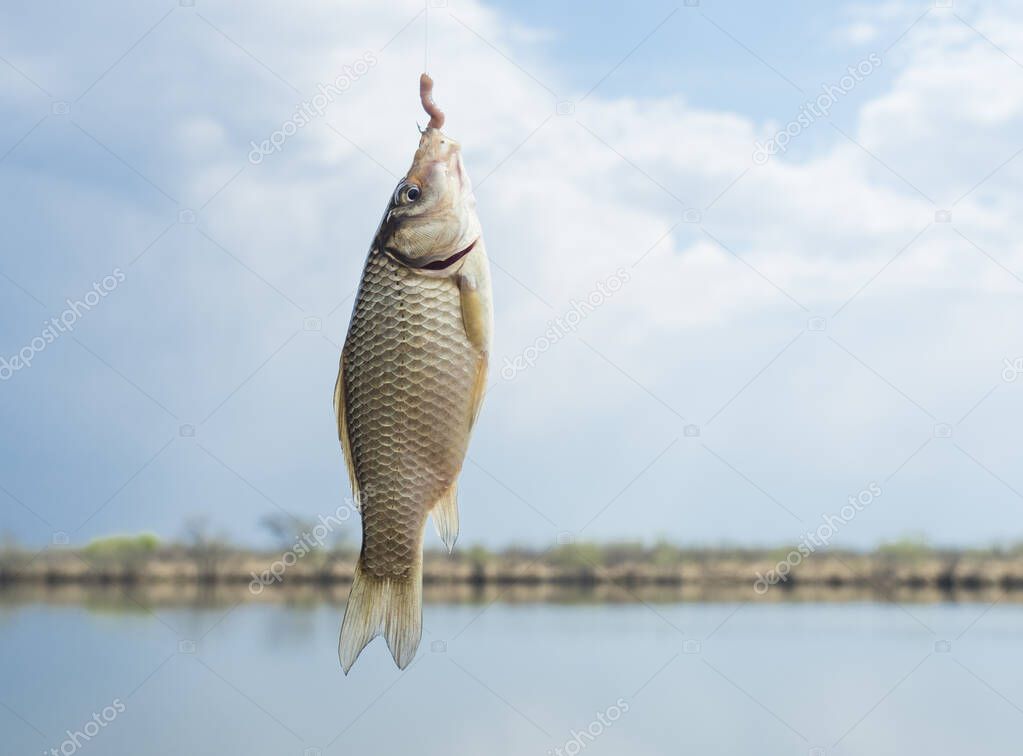 A small crucian fish caught on a hook for bait from an earthworm against the background of a lake and a blue sky.