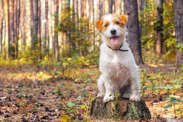 Autumn landscape with a white dog in the park or the woods — Stock Photo, Image