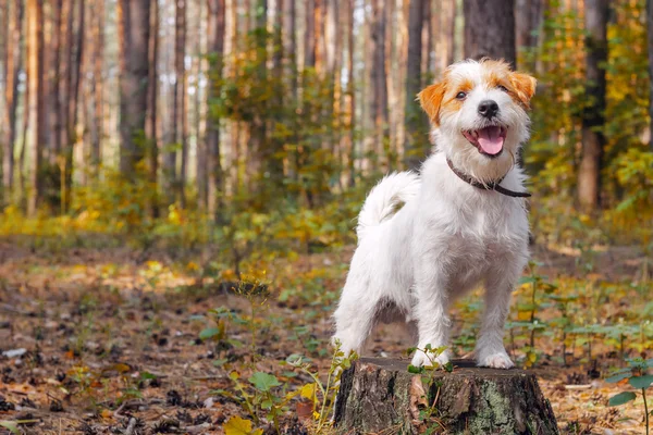 White funny dog in a park in autumn — Stock Photo, Image