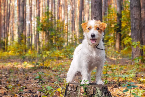 White dog breed Jack Russell playing in the park in autumn — Stock Photo, Image