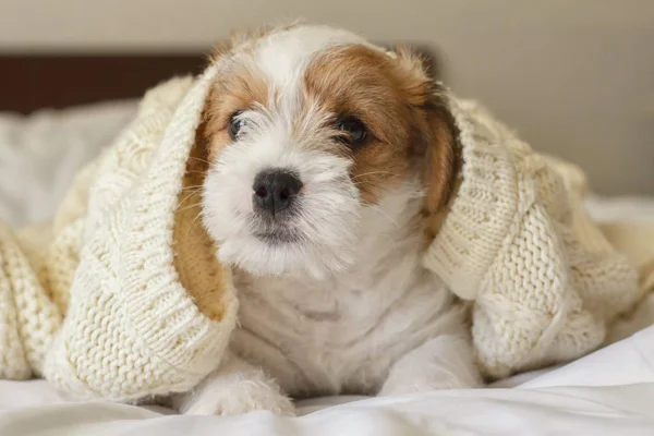 Смешной щенок, покрытый теплым вязаным свитером . — стоковое фото