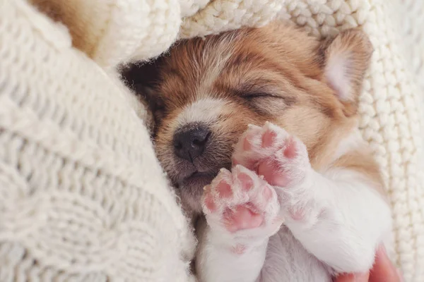 Το μικρό σκυλί κουτάβι στον ύπνο γλυκό σε ζεστά πλεκτά πουλόβερ. — Φωτογραφία Αρχείου