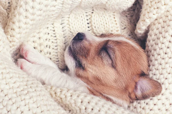 Cute dog dreaming — Stock Photo, Image