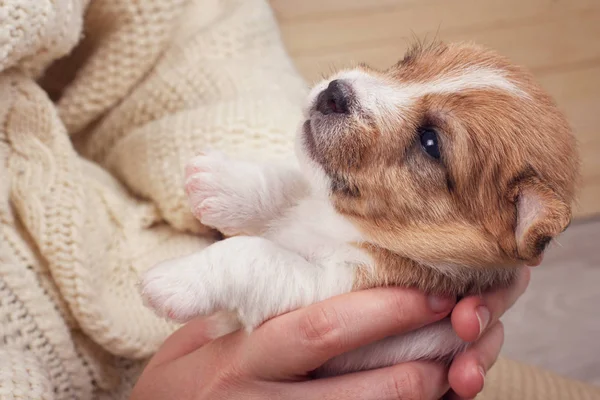 Kleiner Welpe schaut auf, während Frau niedlichen Hund hält. — Stockfoto