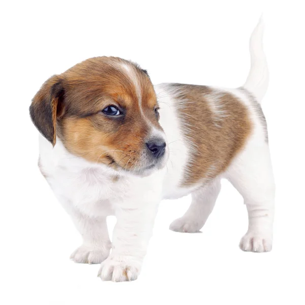 Lindo cachorro perro aislado en blanco — Foto de Stock