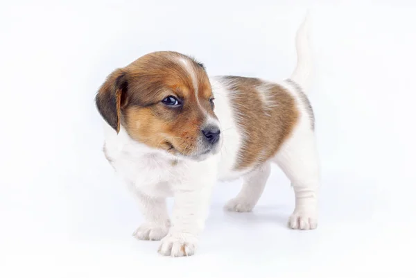 Pequeño cachorro de pie guiñando el ojo y mirando a la cámara — Foto de Stock