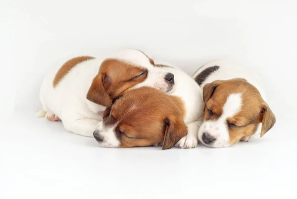 Three Little Puppies Sleeping — Stock Photo, Image