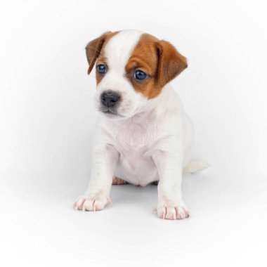 Beyaz zemin üzerinde bir küçük köpek yavrusu portre