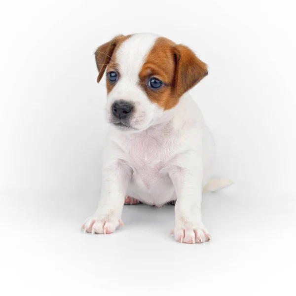 Um pequeno retrato filhote de cachorro em fundo branco — Fotografia de Stock