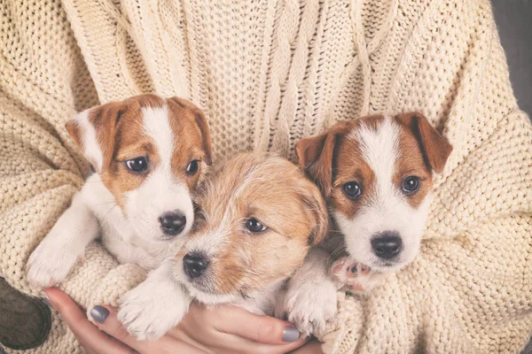 Three Jack Russell Terrier Puppies Closeup — Stock Photo, Image