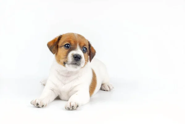 Puppy berbohong dan melihat kamera di latar belakang putih — Stok Foto