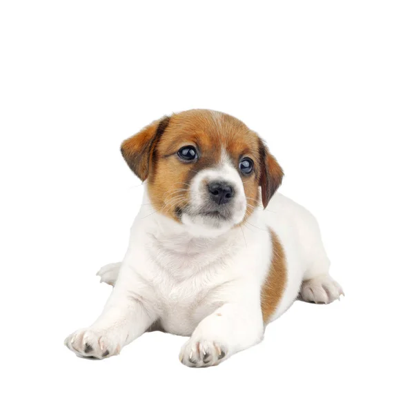 Lindo poco jack russel terrier cachorro — Foto de Stock