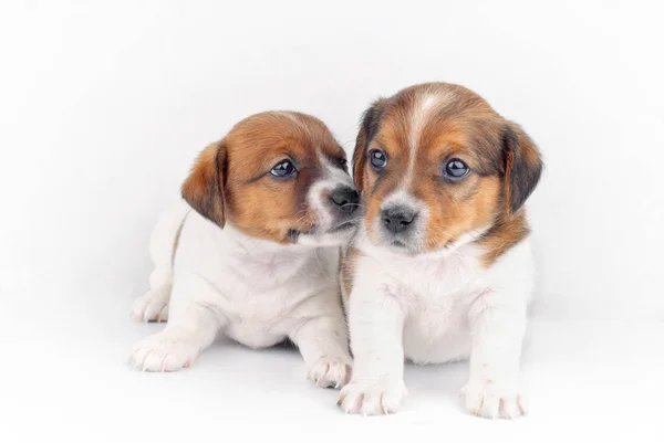 Two Puppies on White Background — Stock Photo, Image