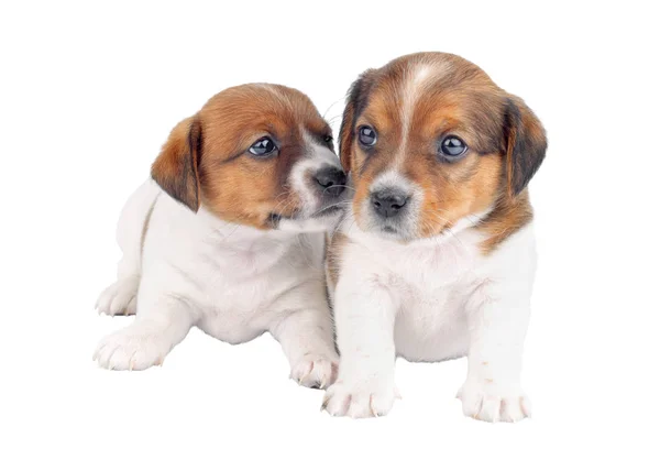 Dos cachorros jugando aislados sobre fondo blanco — Foto de Stock