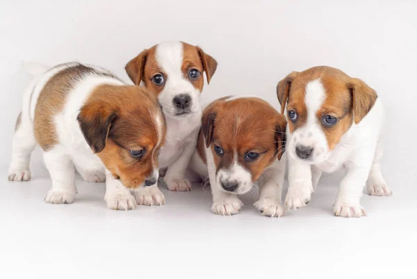 Четыре милых щенка позируют на белом фоне — стоковое фото