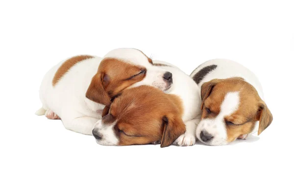 Спящие щенки на белом фоне . — стоковое фото