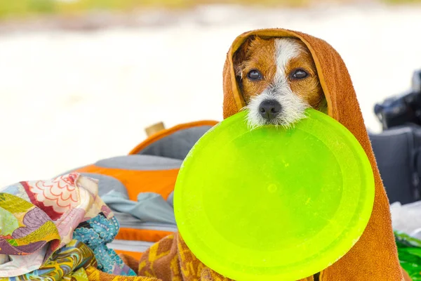 Våd Jack Russell Terrier tørring efter svømning i havet - Stock-foto