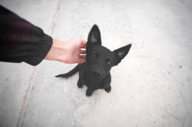 Bir yolda oturan ve kameraya bakarak küçük siyah köpek yavrusu. 