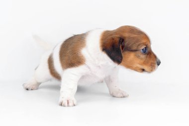 Köpek yavrusu onun ilk adımlarını atıyor