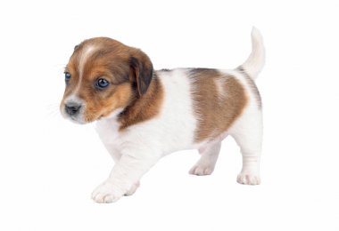 Şirin köpek yavrusu safkan jack russel terrier